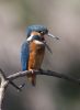 Kingfisher-3814.jpg