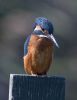Kingfisher-3851.jpg