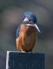 Kingfisher-3851.jpg