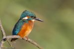 Kingfisher-8815.jpg