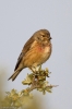 Linnet-2.jpg