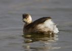 Little_Grebe-0066.jpg