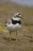 Little_Ringed_Plover-1372.jpg