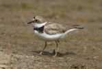 Little_Ringed_Plover-1378.jpg