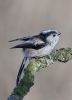 Long_Tailed_Tit-6462.jpg