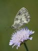 Marbled_White-5.jpg