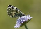 Marbled_White-6.jpg