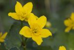 Marsh_Marigold-2512.jpg