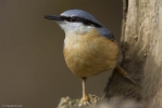 Nuthatch-12.jpg