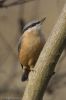 Nuthatch-5.jpg