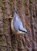 Nuthatch-6282.jpg