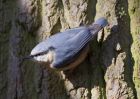 Nuthatch-6826.jpg