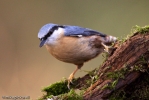 Nuthatch.jpg