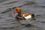 Red-Crested_Pochard-1412.jpg