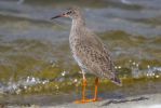 Redshank-1331.jpg