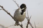 Reed_Bunting-0575.jpg