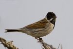 Reed_Bunting-0588.jpg