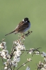 Reed_Bunting-1.jpg