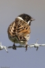 Reed_Bunting-1~0.jpg