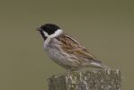 Reed_Bunting-2191.jpg