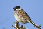 Reed_Bunting-2408.jpg