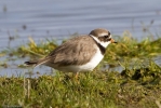 Ringed_Plover-1.jpg