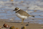 Ringed_Plover-1215.jpg