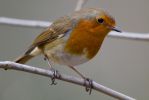 Robin-0138.jpg