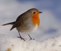 Robin-6228.jpg