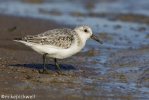 Sanderling-1168.jpg