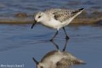 Sanderling-1175.jpg