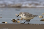 Sanderling-2.jpg