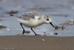 Sanderling-3.jpg