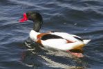 Shelduck-1349.jpg