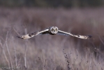 Short-eared_owl-3.jpg