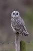 Short-eared_owl.jpg