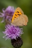 Small_copper-8809.jpg