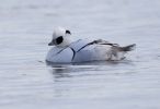 Smew-6367.jpg