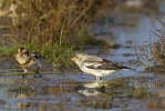 Snow_Buntings-3.jpg