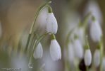 Snowdrops-1.jpg