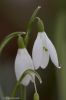 Snowdrops-2.jpg