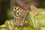 Speckled_wood-2710.jpg