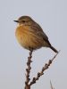 Stonechat-6680.jpg