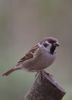 Tree_Sparrow-5157.jpg