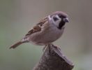 Tree_Sparrow-5159.jpg