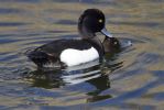 Tufted_Duck-2037.jpg