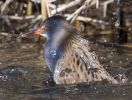 Water_Rail-3614.jpg