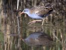 Water_Rail-3640.jpg