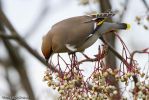 Filename=Waxwing-1.jpg
Filesize=107KiB
Dimensions=700x467
Date added=Jan 16, 2011 Waxwing-1.jpg
