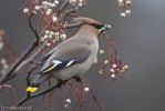 Filename=Waxwing-10.jpg
Filesize=105KiB
Dimensions=700x467
Date added=Jan 17, 2011 Waxwing-10.jpg